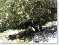 My olives tree